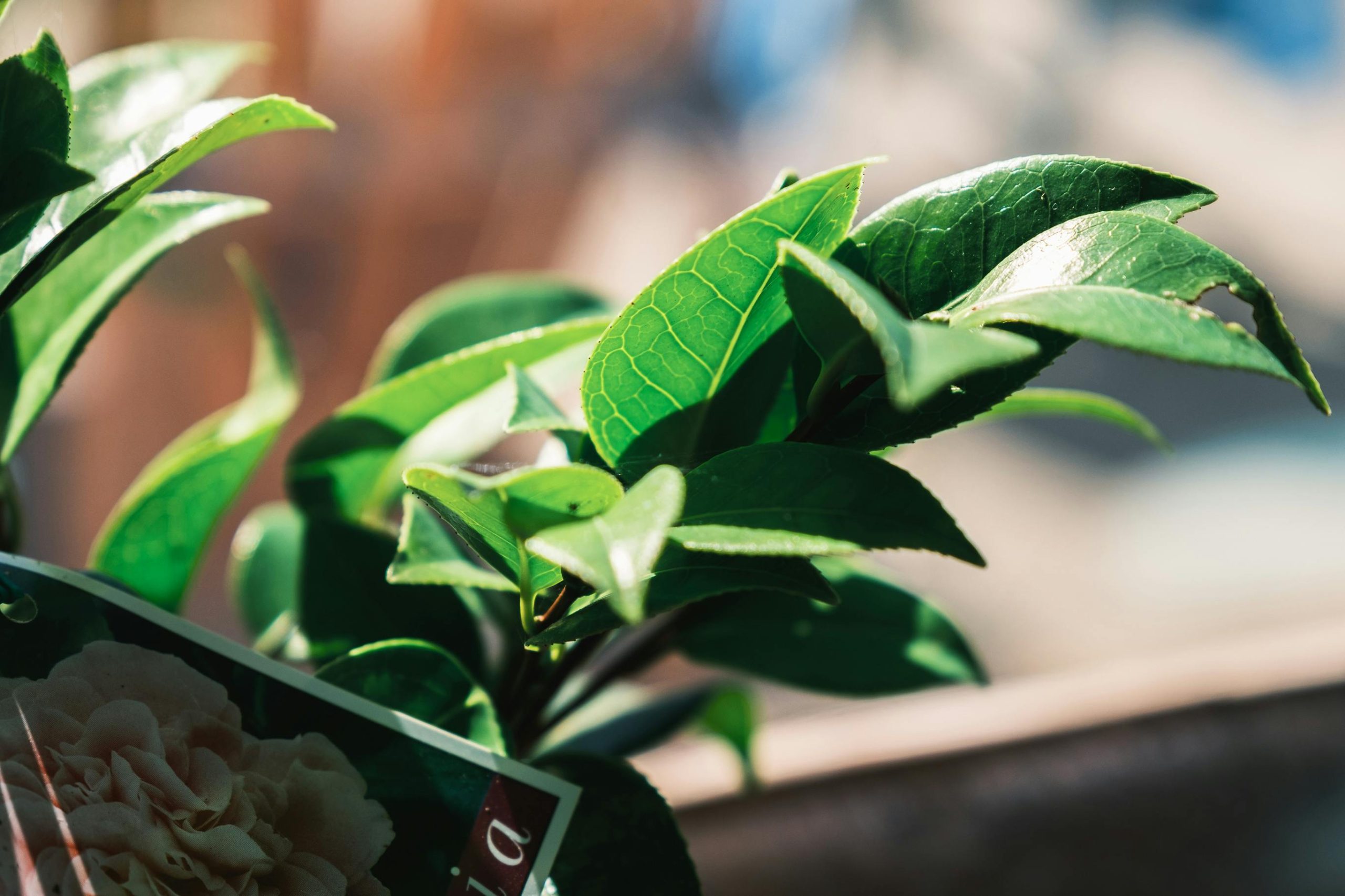 Kratom leaves and tea representing the benefits of kratom