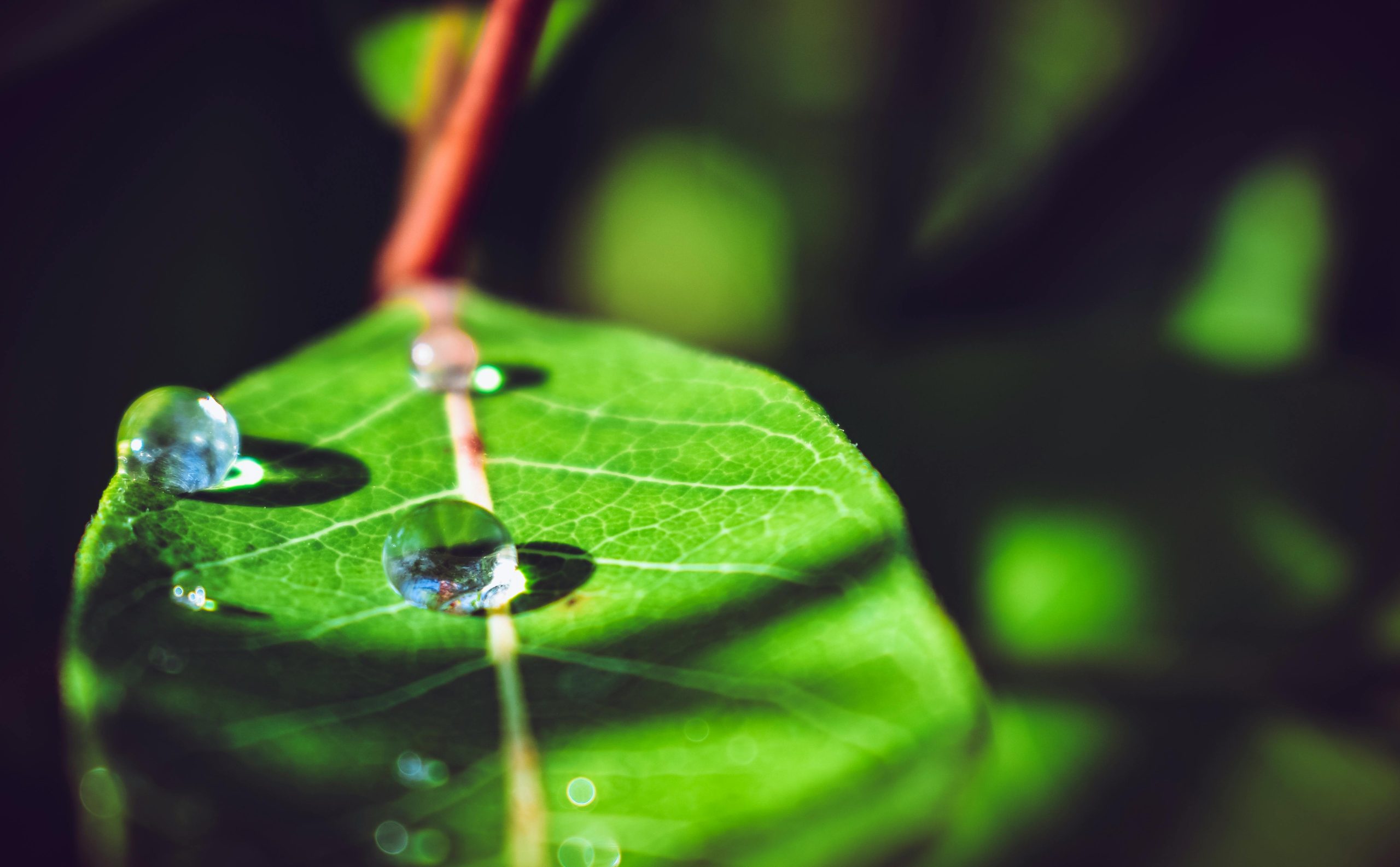 Kratom has been used for centuries as a natural way to support energy, focus, and relaxation.